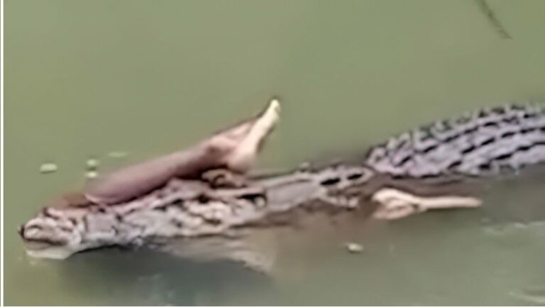 CROCODILE INDIA ATTACK VIDEO