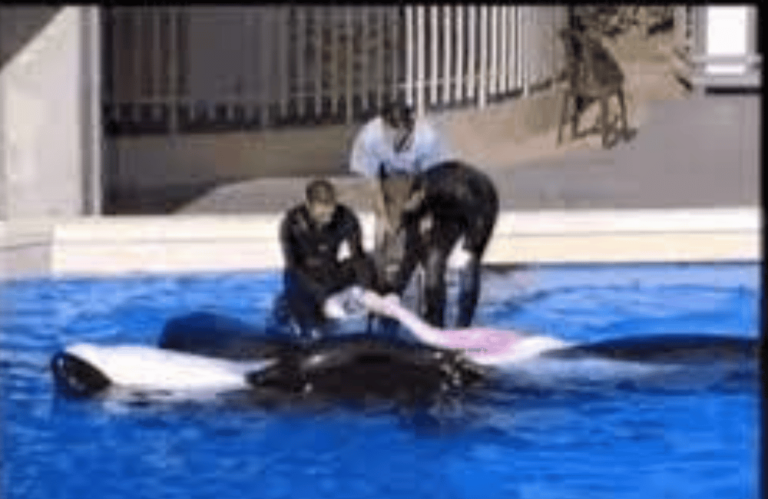 Dawn Brancheau Video