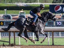 Are you aware of the horse video? Michael Hanley the unknown person is trending just because his video started circulating on social media platforms.