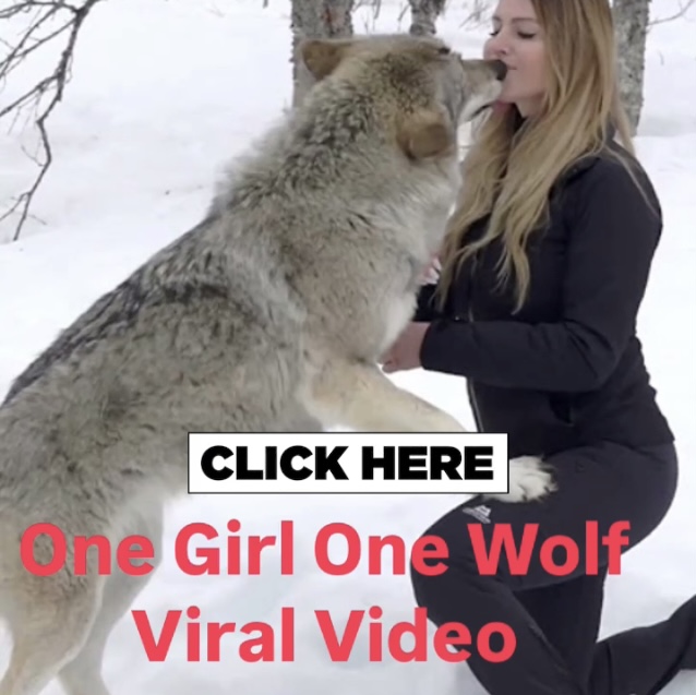 Is ”One Girl One Wolf” Video Real?  Explore The Story Behind One Girl One Wolf